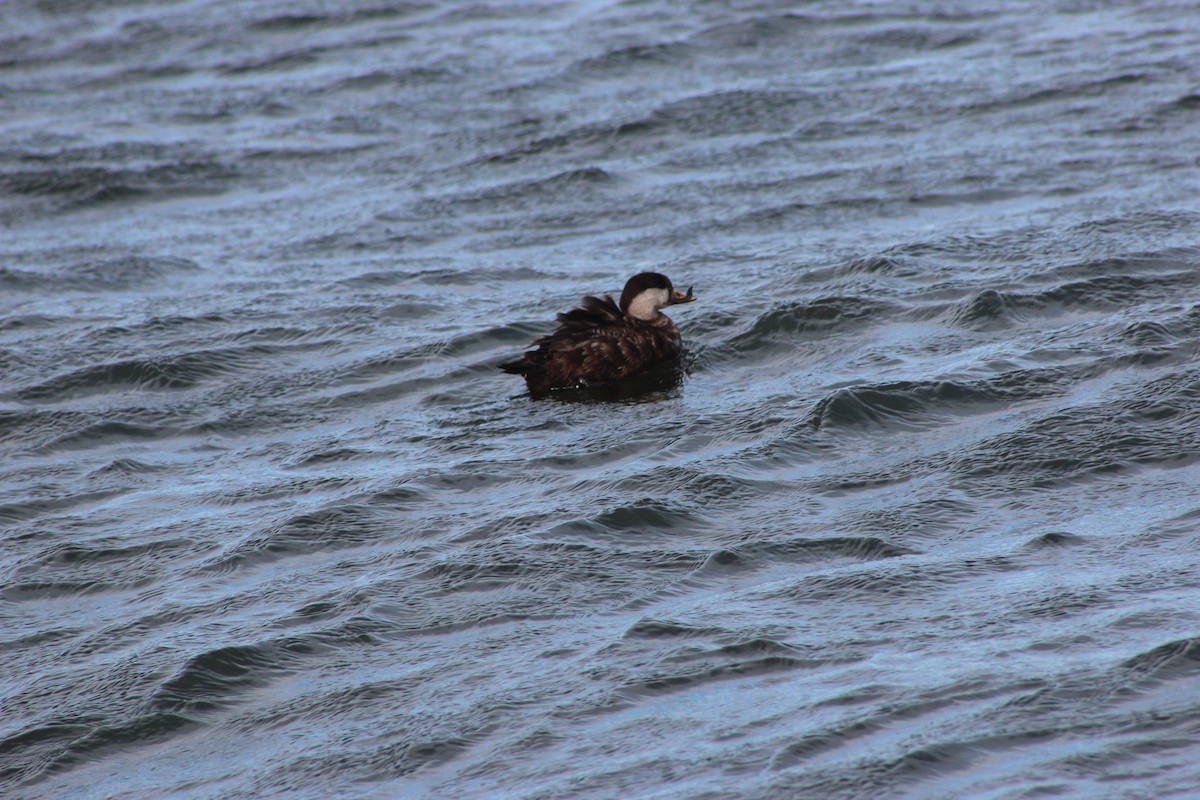 Black Scoter - ML88249121