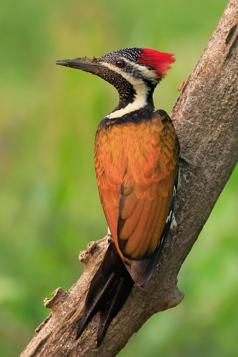 Black-rumped Flameback - ML88249141