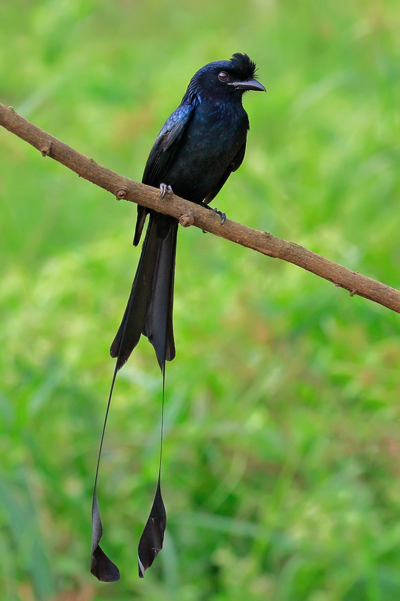 Greater Racket-tailed Drongo - Gavin Emmons