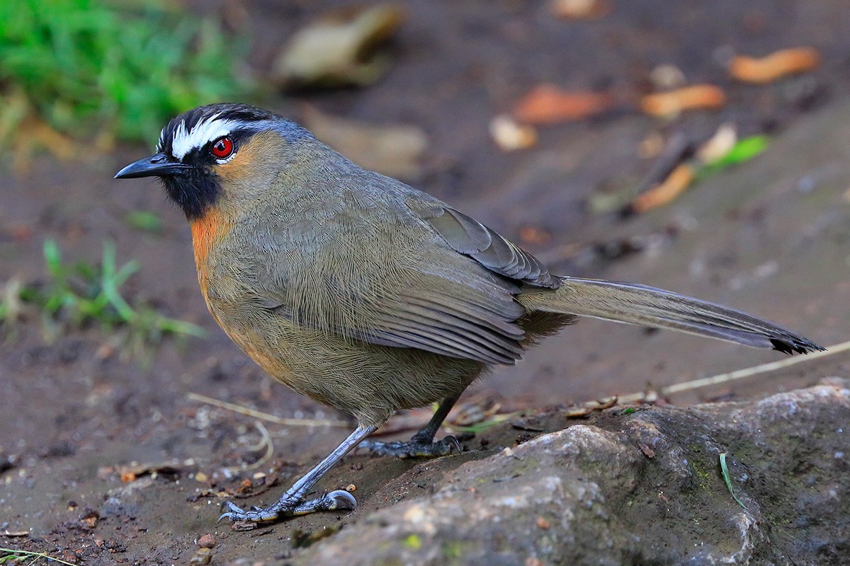 Nilgiri Laughingthrush - ML88250141