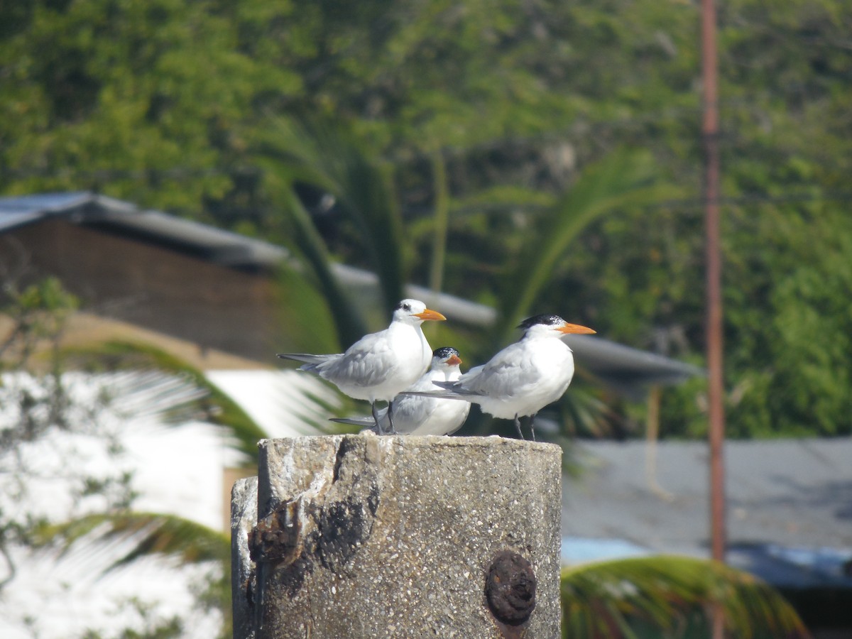 Royal Tern - Tarran Maharaj