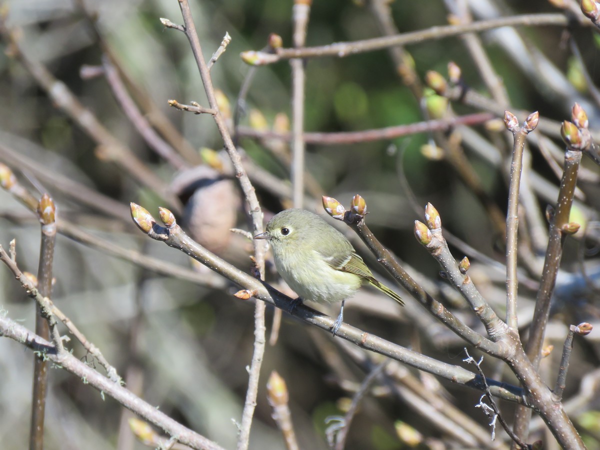 Hutton's Vireo - John Perry