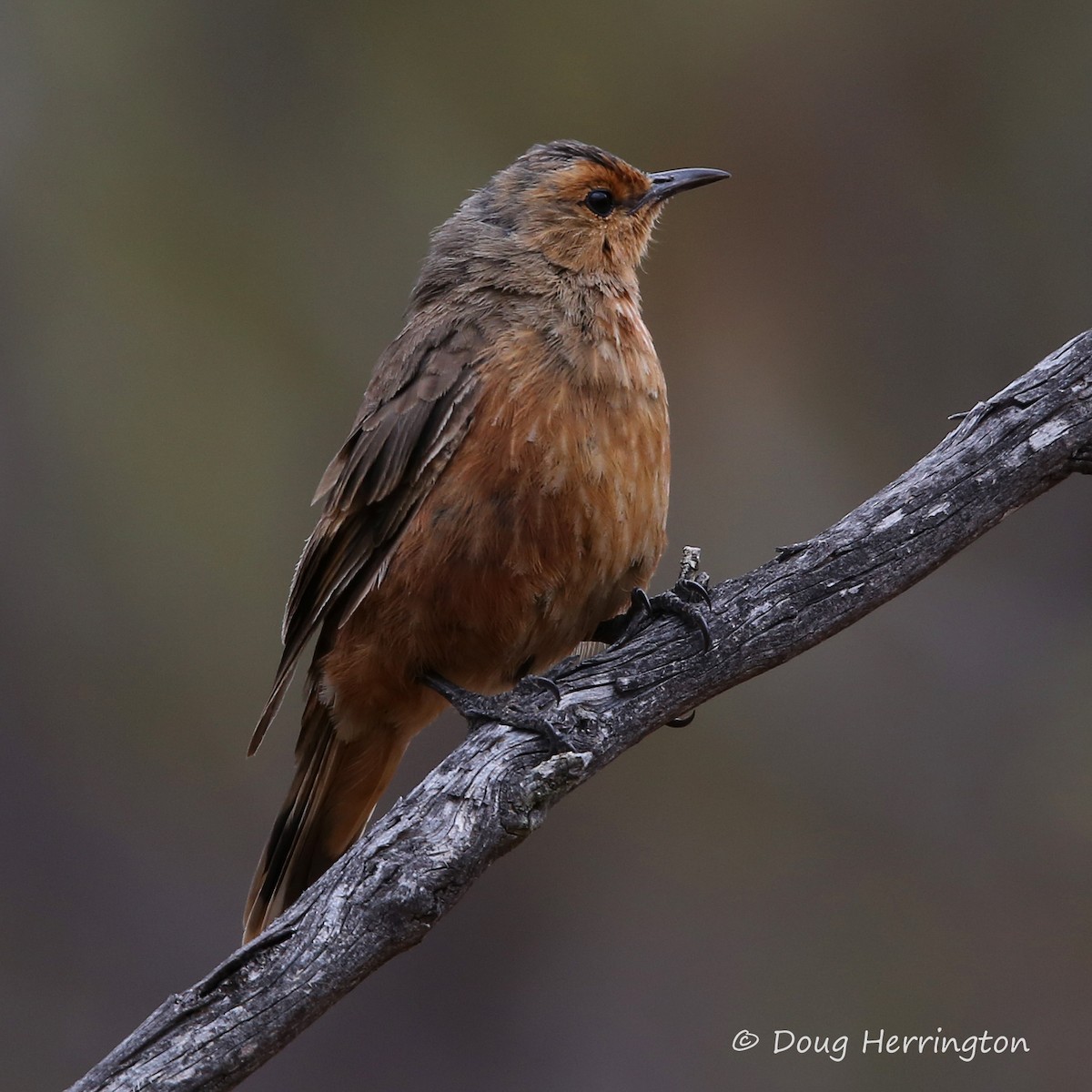 Rufous Treecreeper - Doug Herrington || Birdwatching Tropical Australia Tours