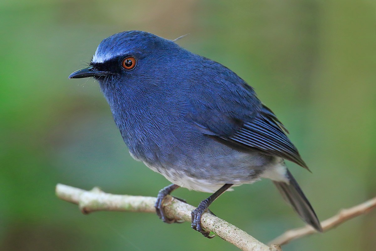 White-bellied Sholakili - Gavin Emmons