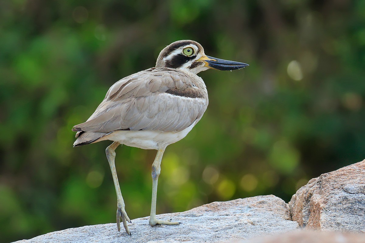 Great Thick-knee - Gavin Emmons
