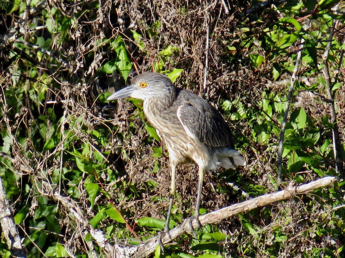 Yellow-crowned Night Heron - ML88253801