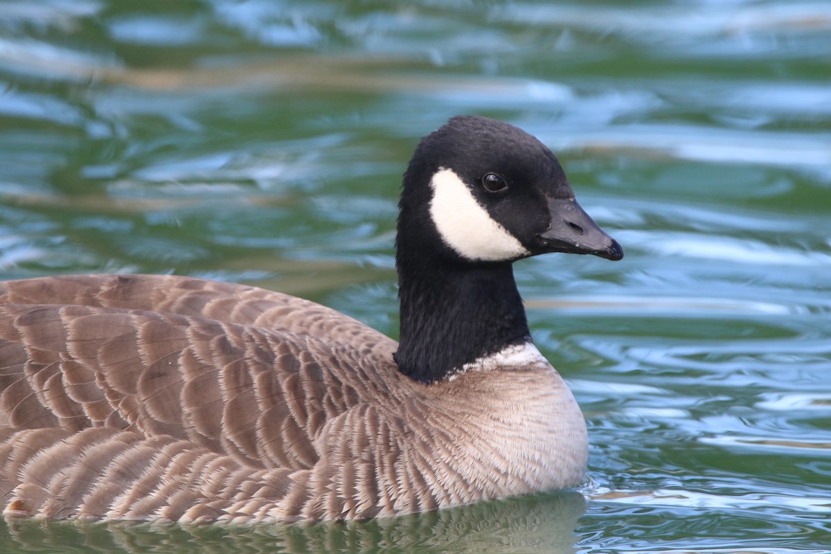 Cackling Goose (Aleutian) - Pair of Wing-Nuts