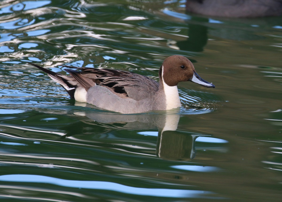 Northern Pintail - Pair of Wing-Nuts