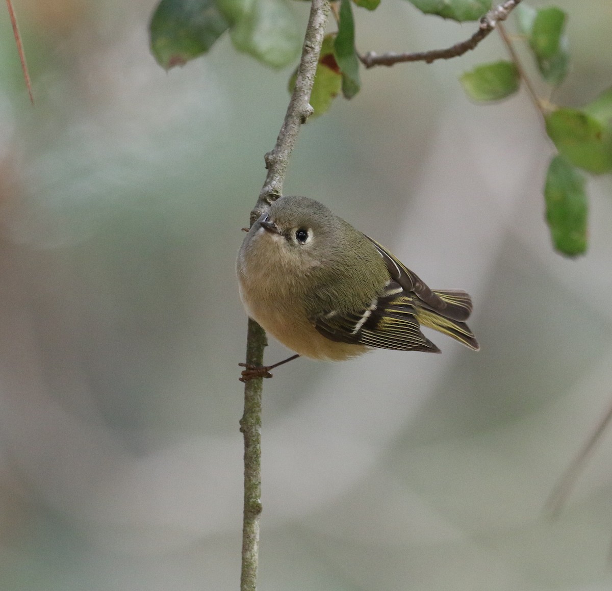 Ruby-crowned Kinglet - ML88256521