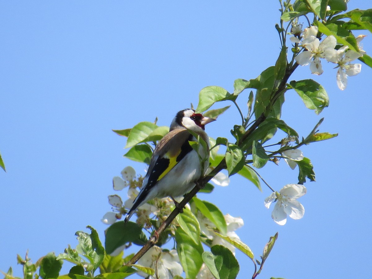 European Goldfinch - ML88256941
