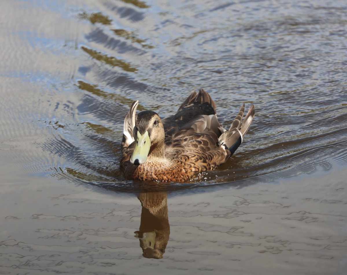 Mallard (Domestic type) - Cheryl McIntyre