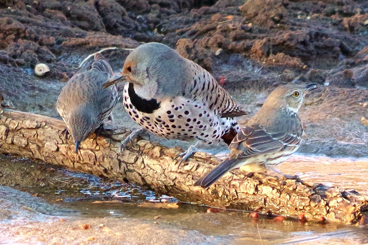 Northern Flicker - Rob Bonner