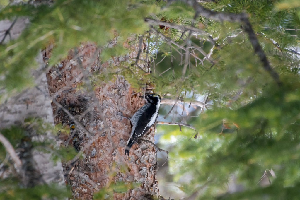 American Three-toed Woodpecker - ML88258751