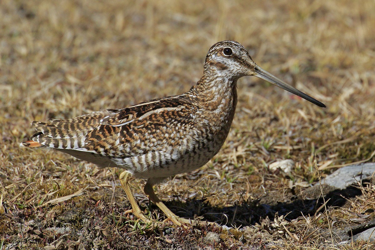 Solitary Snipe - Gavin Emmons