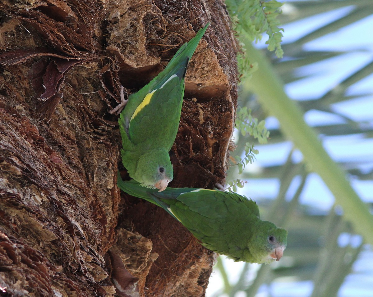 White-winged Parakeet - Steven Glynn