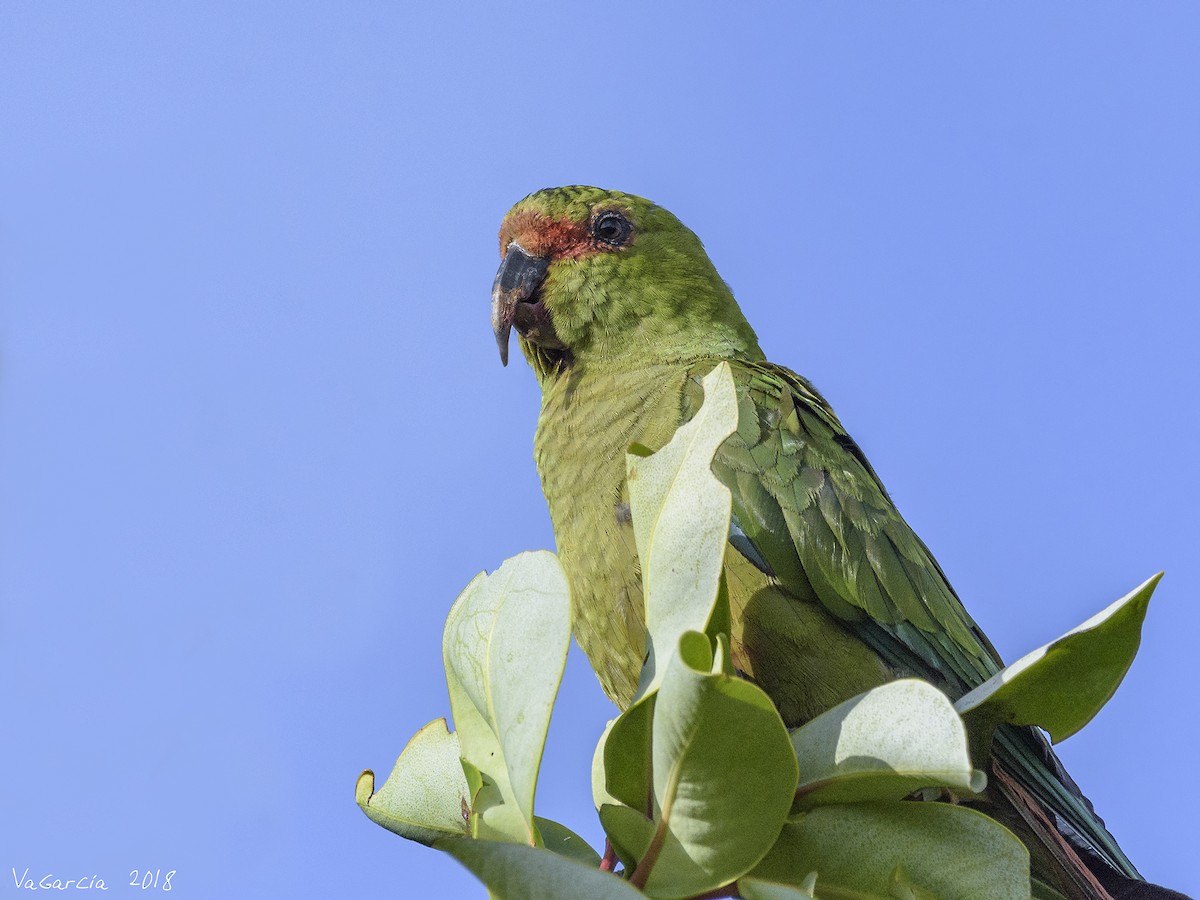 Slender-billed Parakeet - VERONICA ARAYA GARCIA