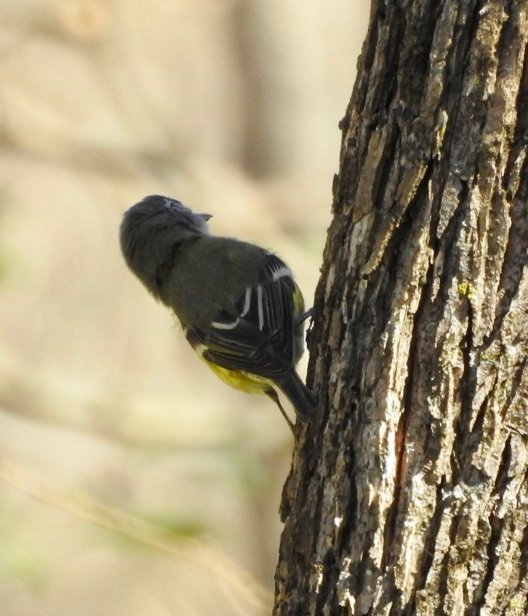 Vireo Solitario - ML88265641