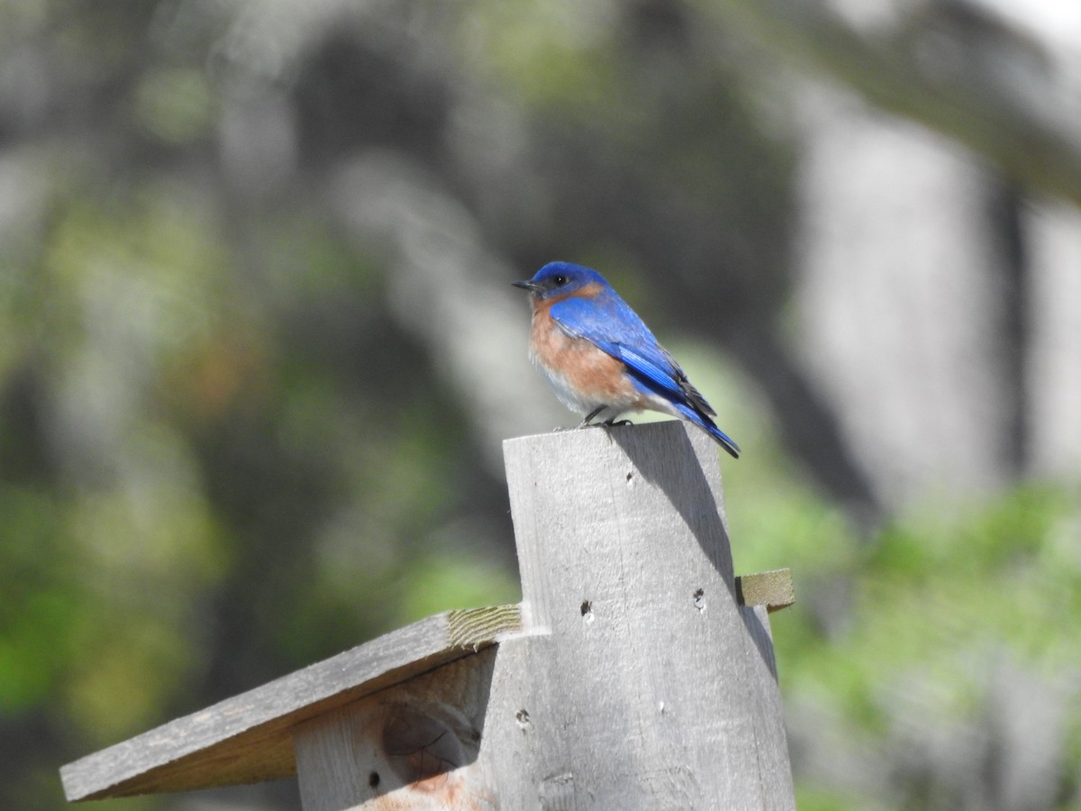 Eastern Bluebird - ML88266381