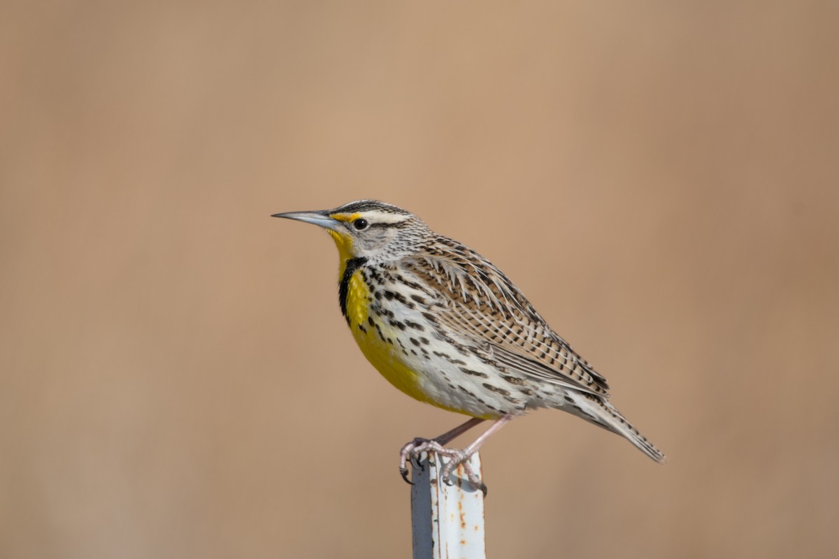 Western Meadowlark - ML88267011