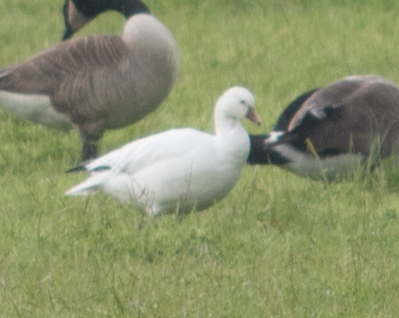 Snow Goose - ML88267341