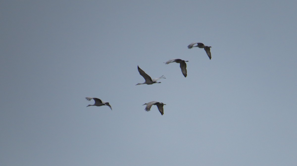 Sandhill Crane - ML88267351