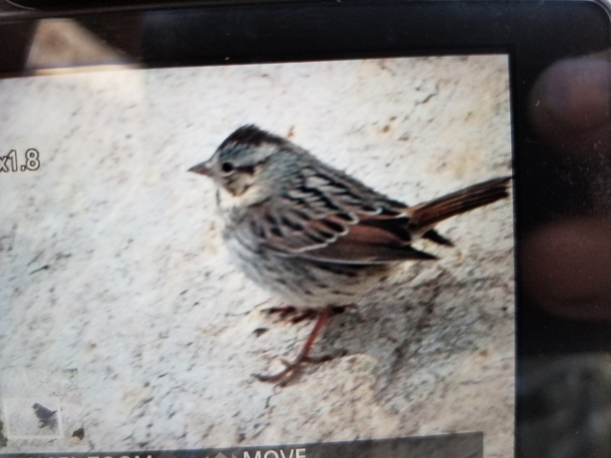 Lincoln's Sparrow - Bob Miller