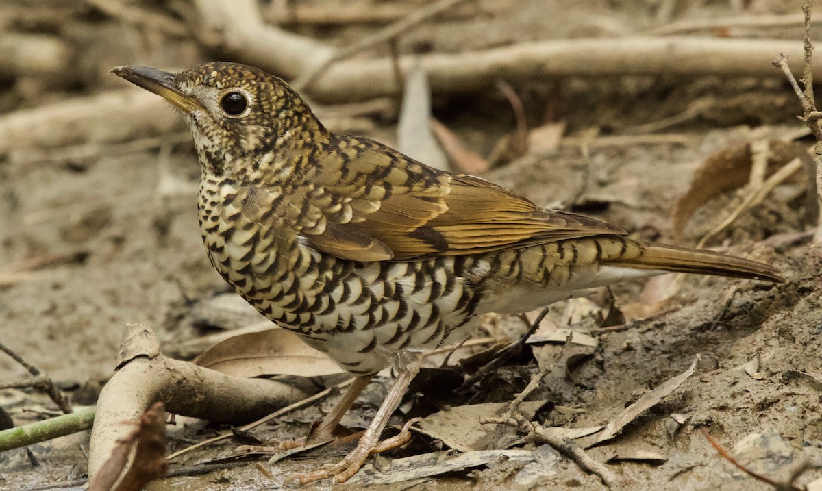 Bassian Thrush - ML88272981