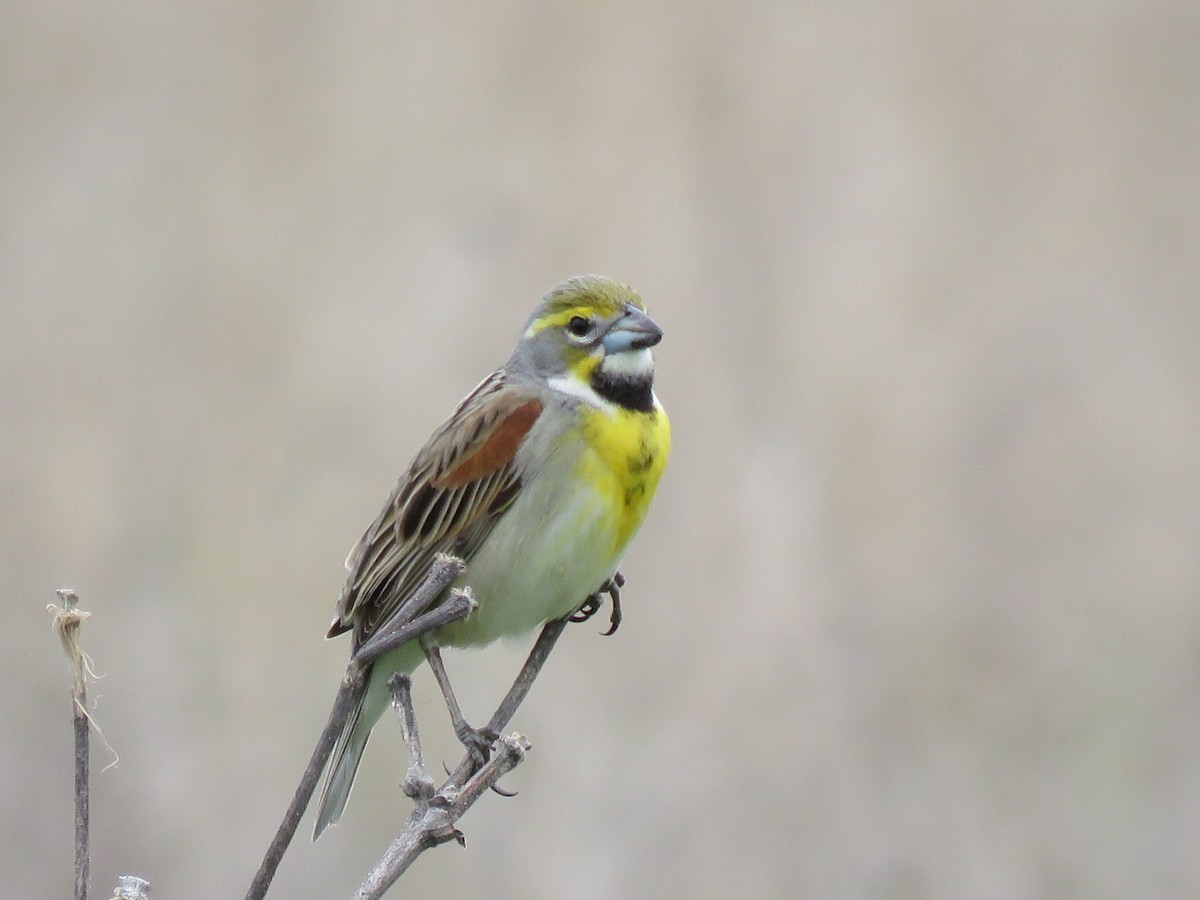 Dickcissel - ML88273811