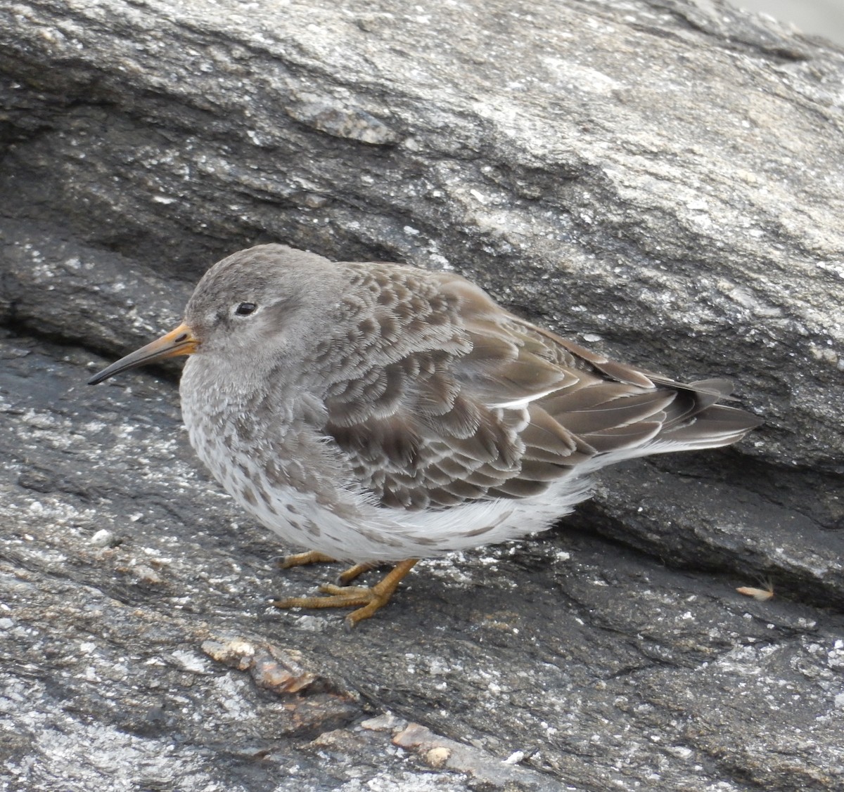 Purple Sandpiper - ML88274851