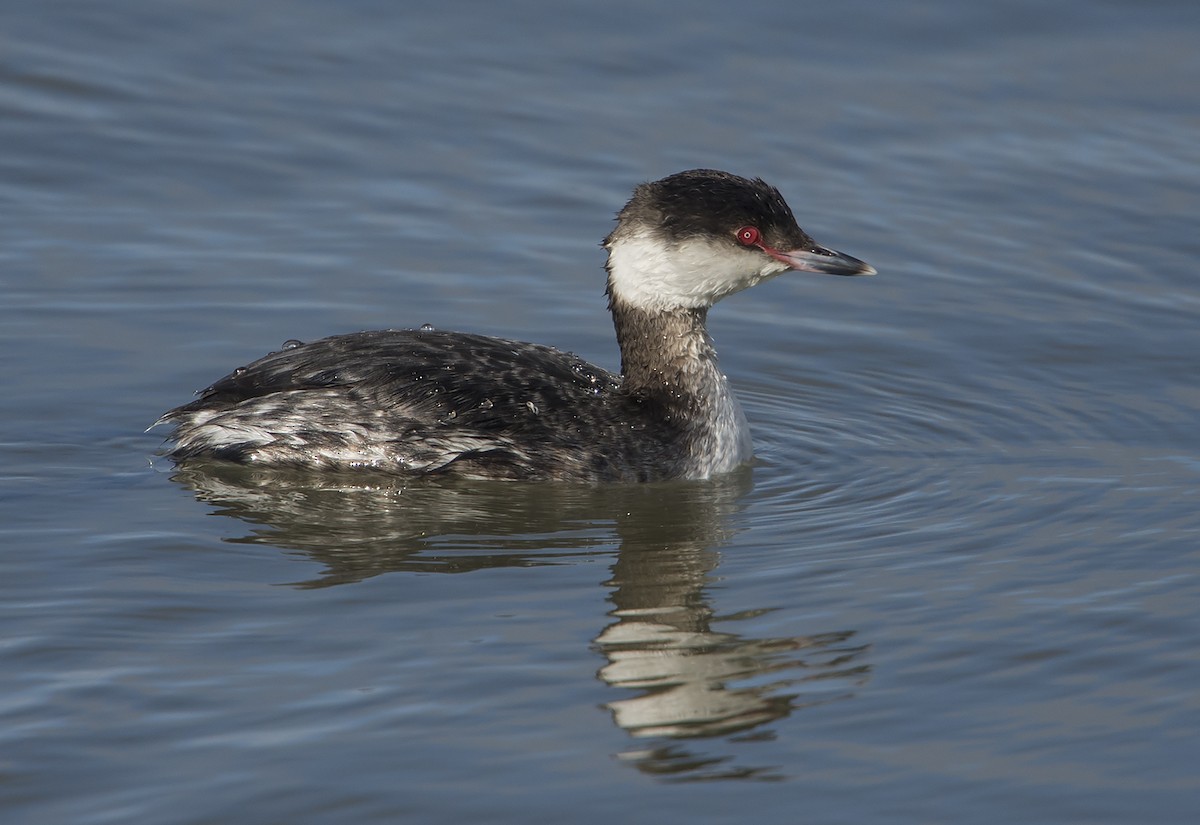 Horned Grebe - Jerry Ting