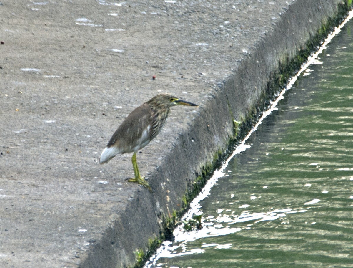 Chinese Pond-Heron - ML88278861