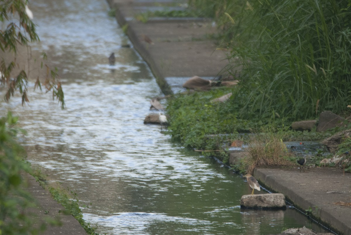 Chinese Pond-Heron - ML88279241