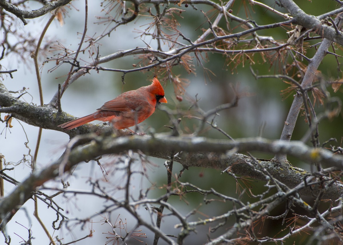 Northern Cardinal - ML88280231