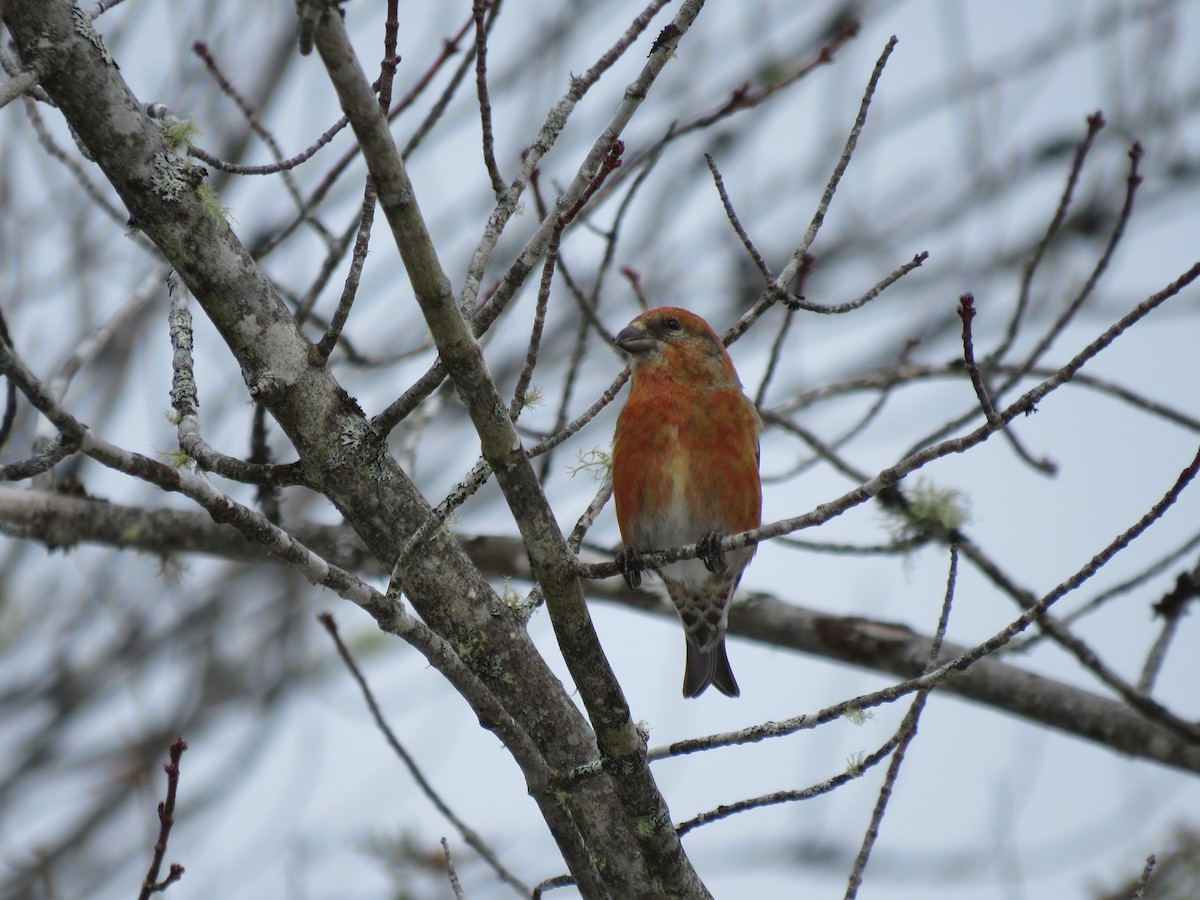 Red Crossbill - ML88280241