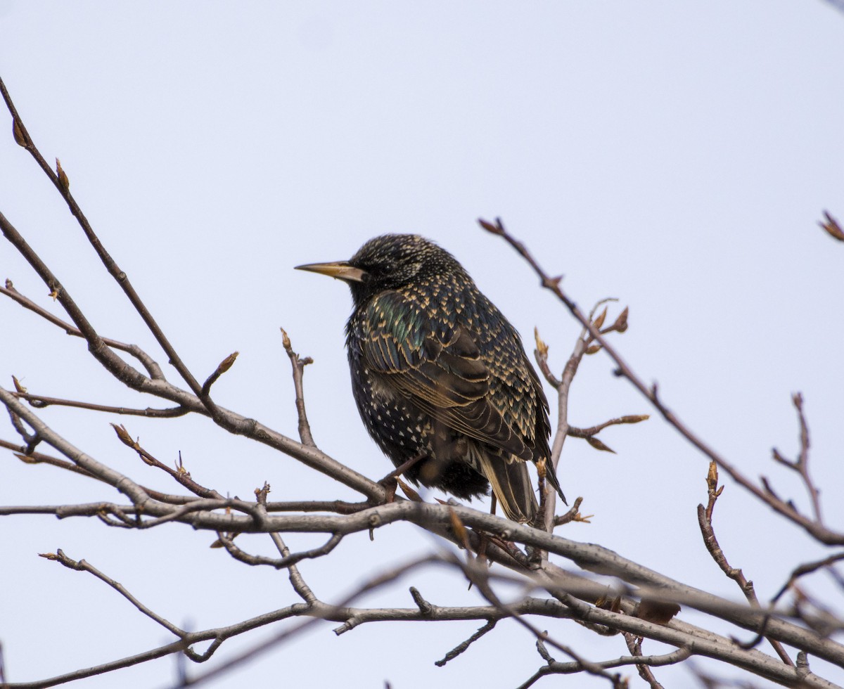 European Starling - Barbara White