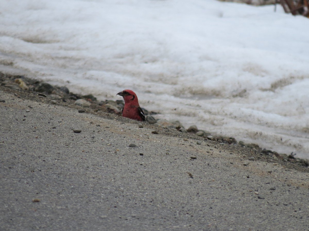 White-winged Crossbill - ML88280501