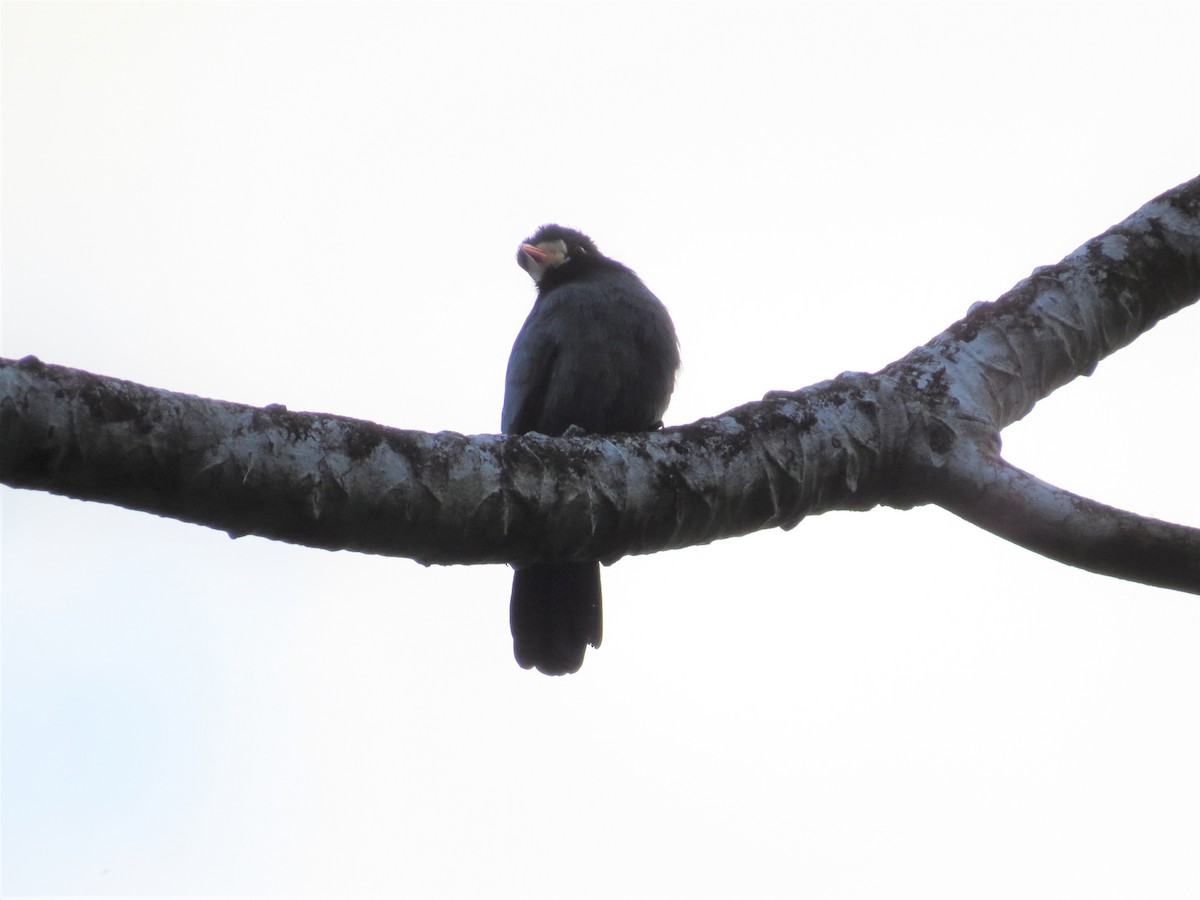 White-fronted Nunbird - ML88280841