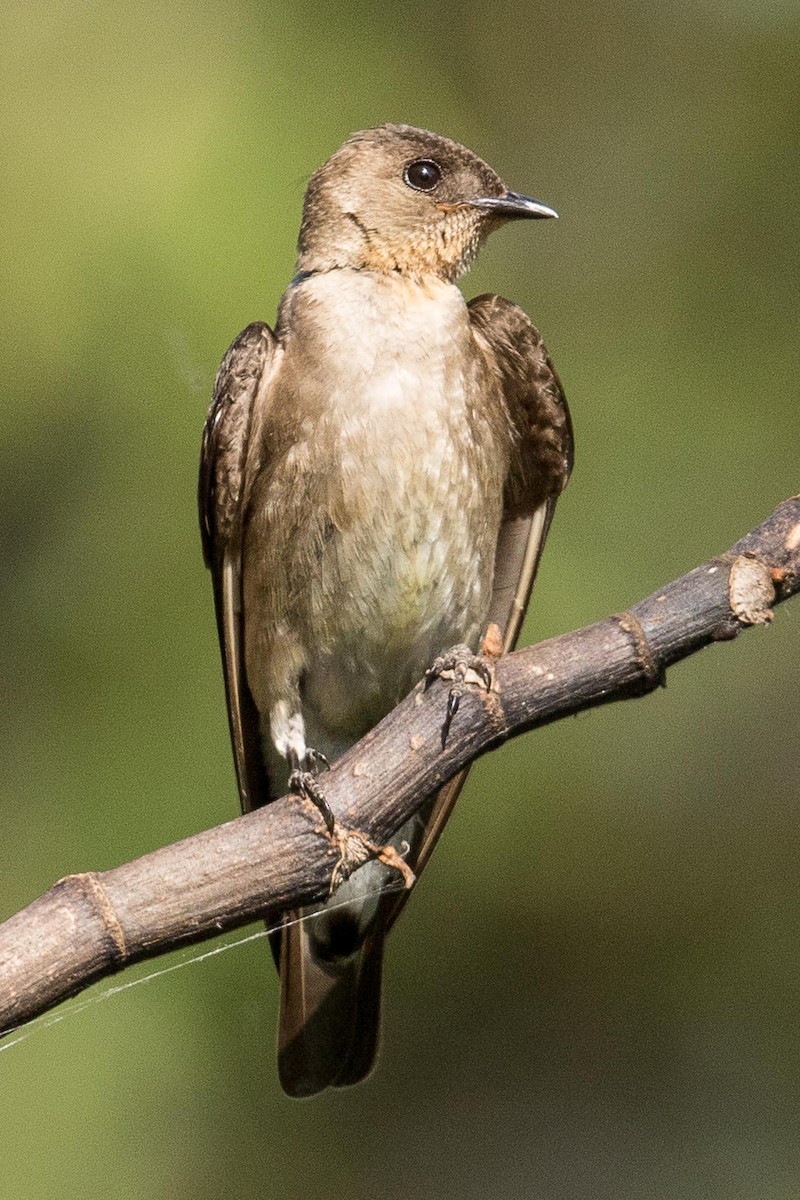 Southern Rough-winged Swallow - ML88281121