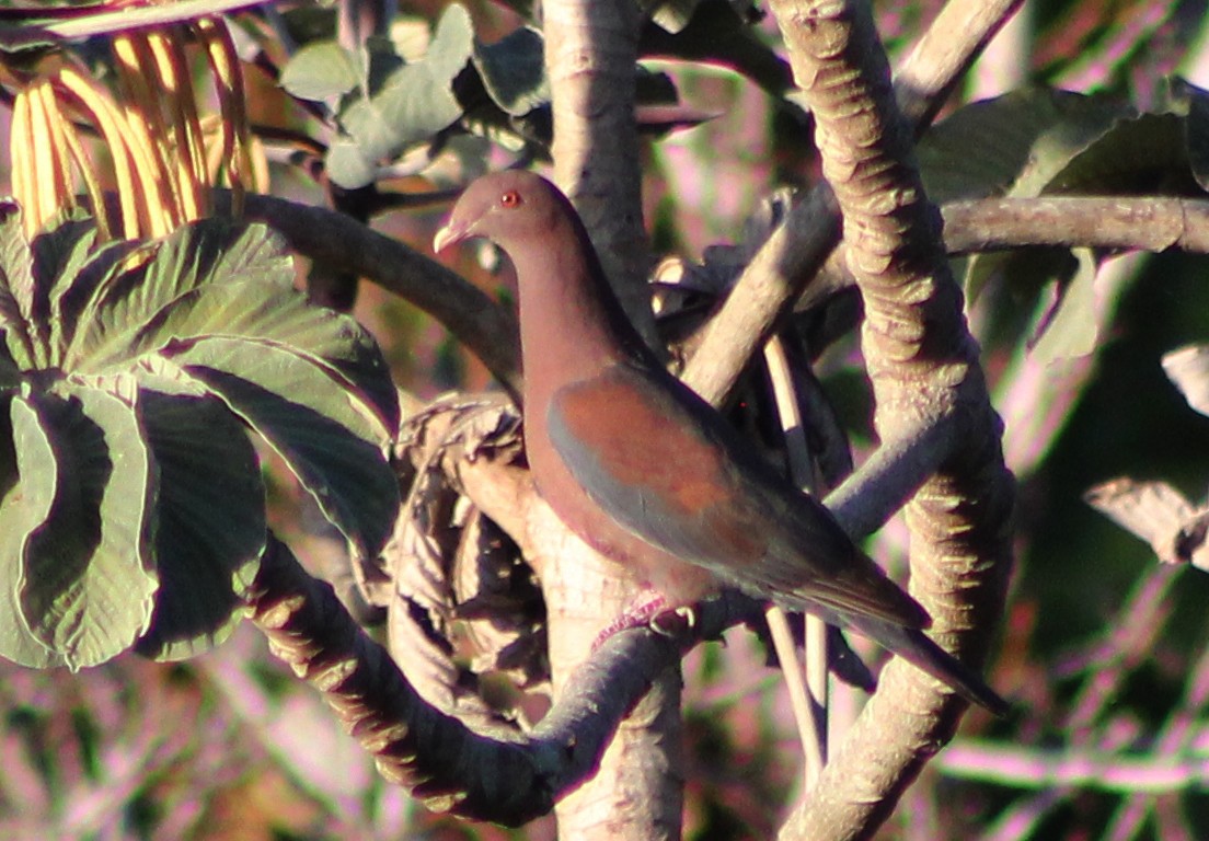 Pigeon à bec rouge - ML88283831