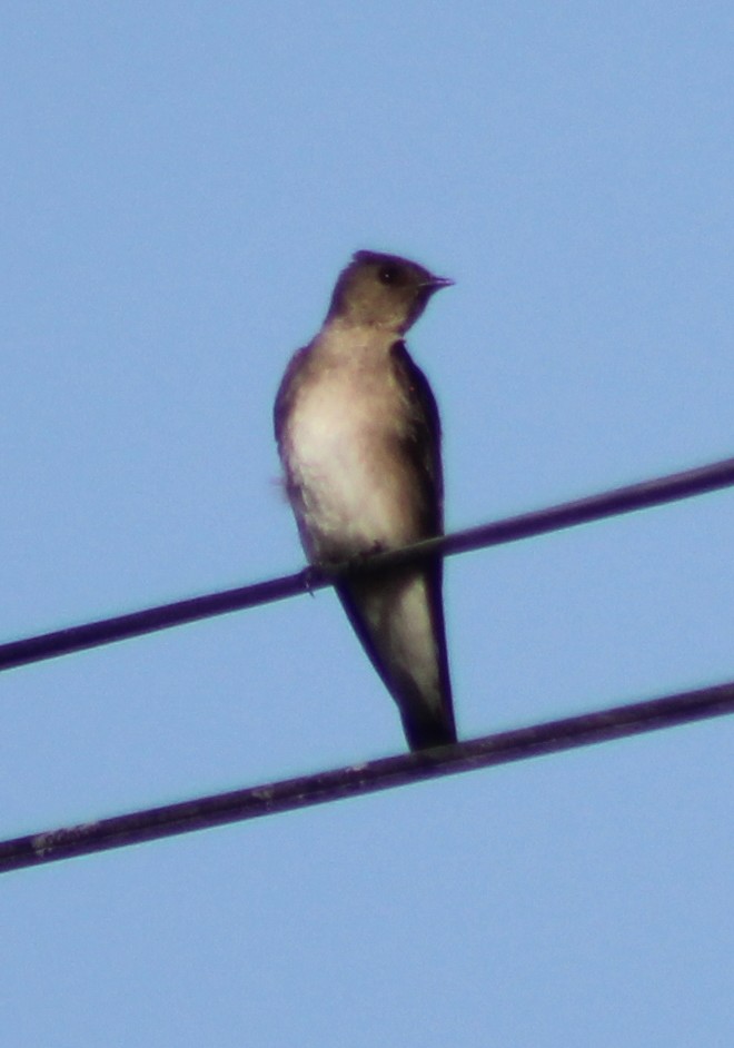 Golondrina Pechigrís - ML88283891