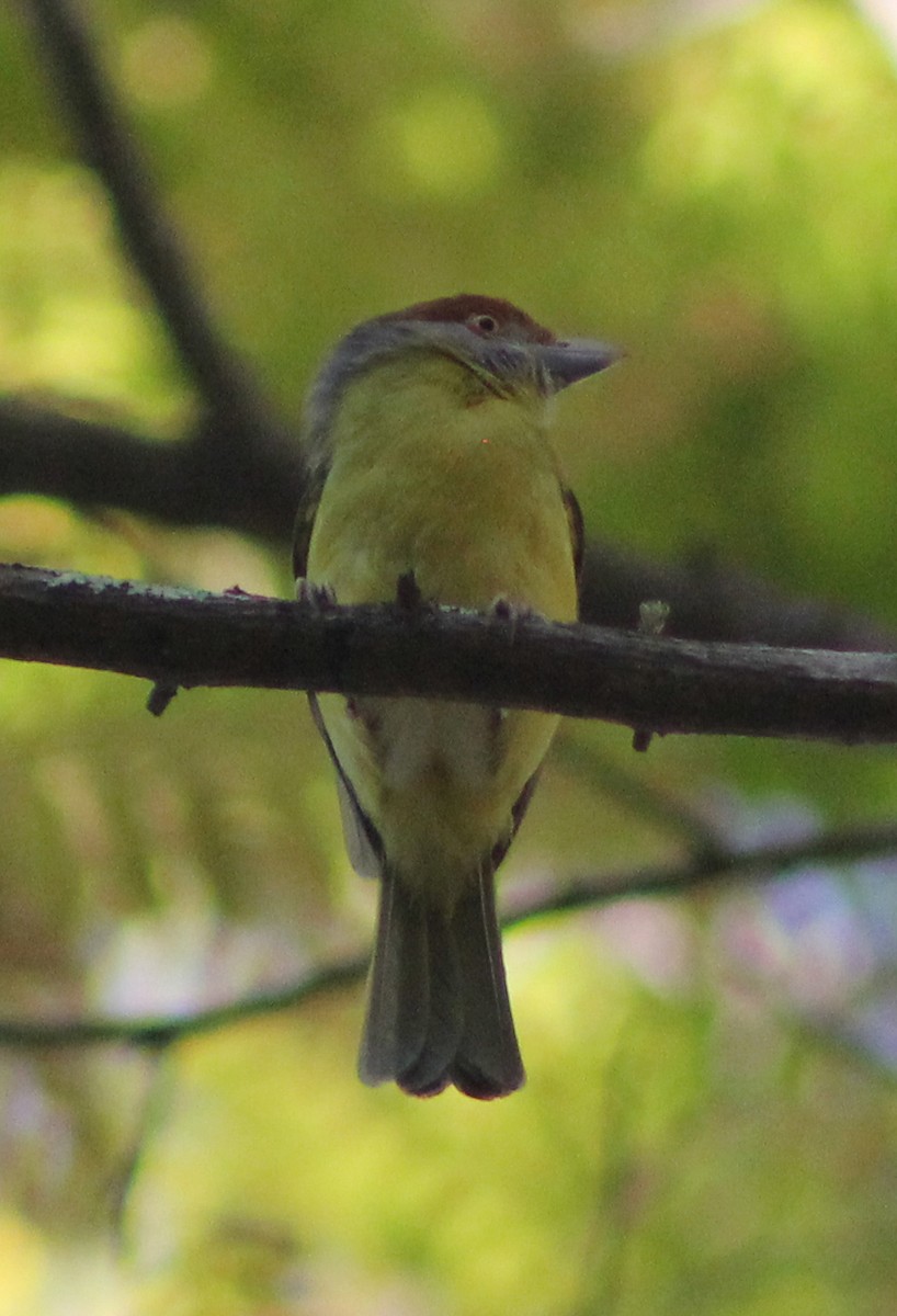 Rufous-browed Peppershrike - ML88284011