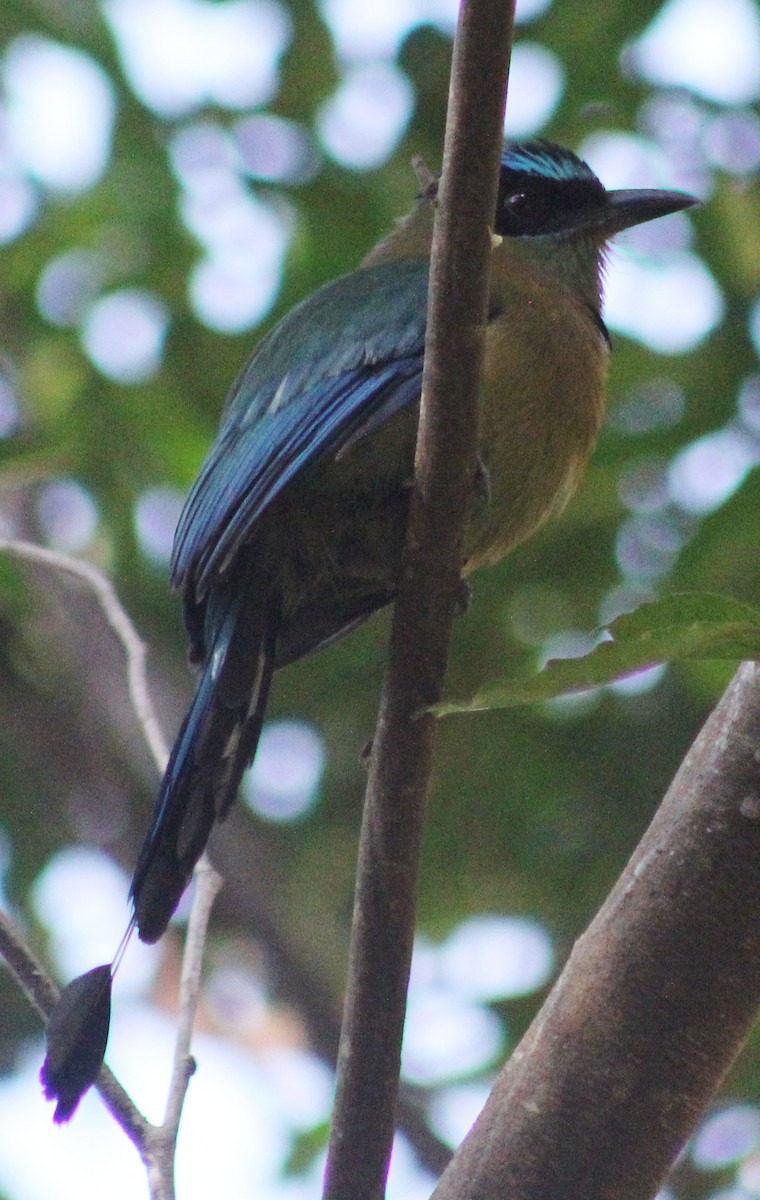 Motmot de Lesson - ML88284121