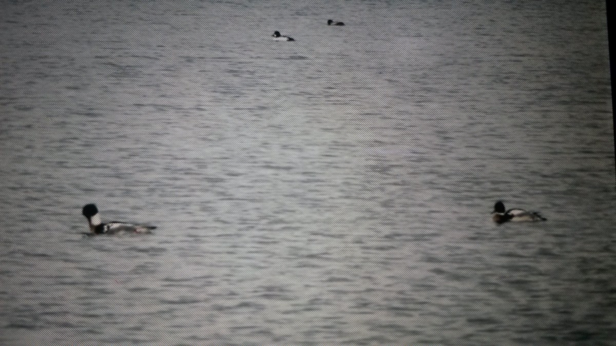 Red-breasted Merganser - Andrea Szymczak