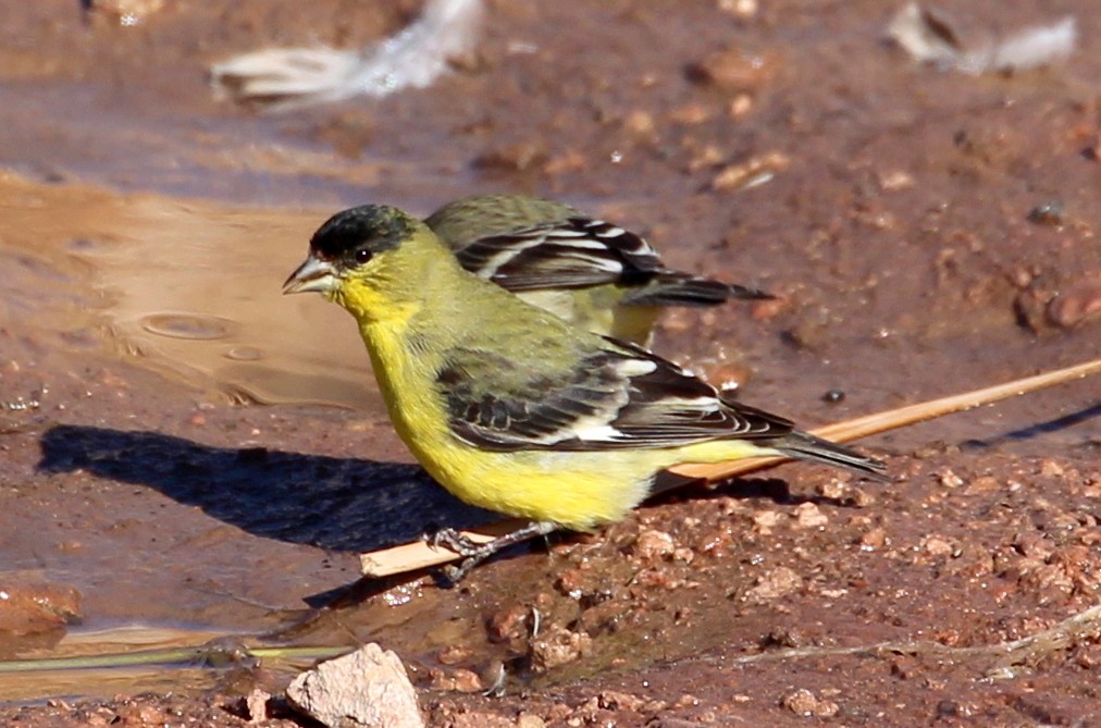 Lesser Goldfinch - ML88285891