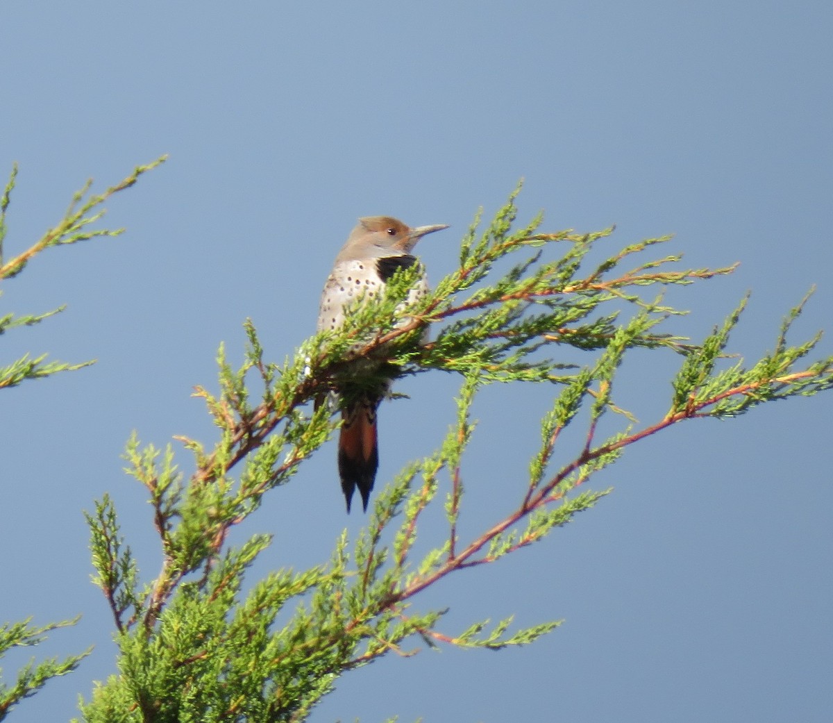 Northern Flicker - ML88287021