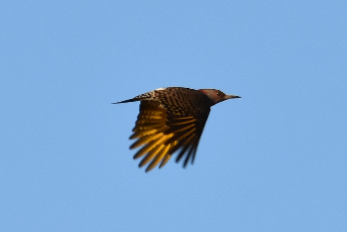 Northern Flicker - Anne Hughes