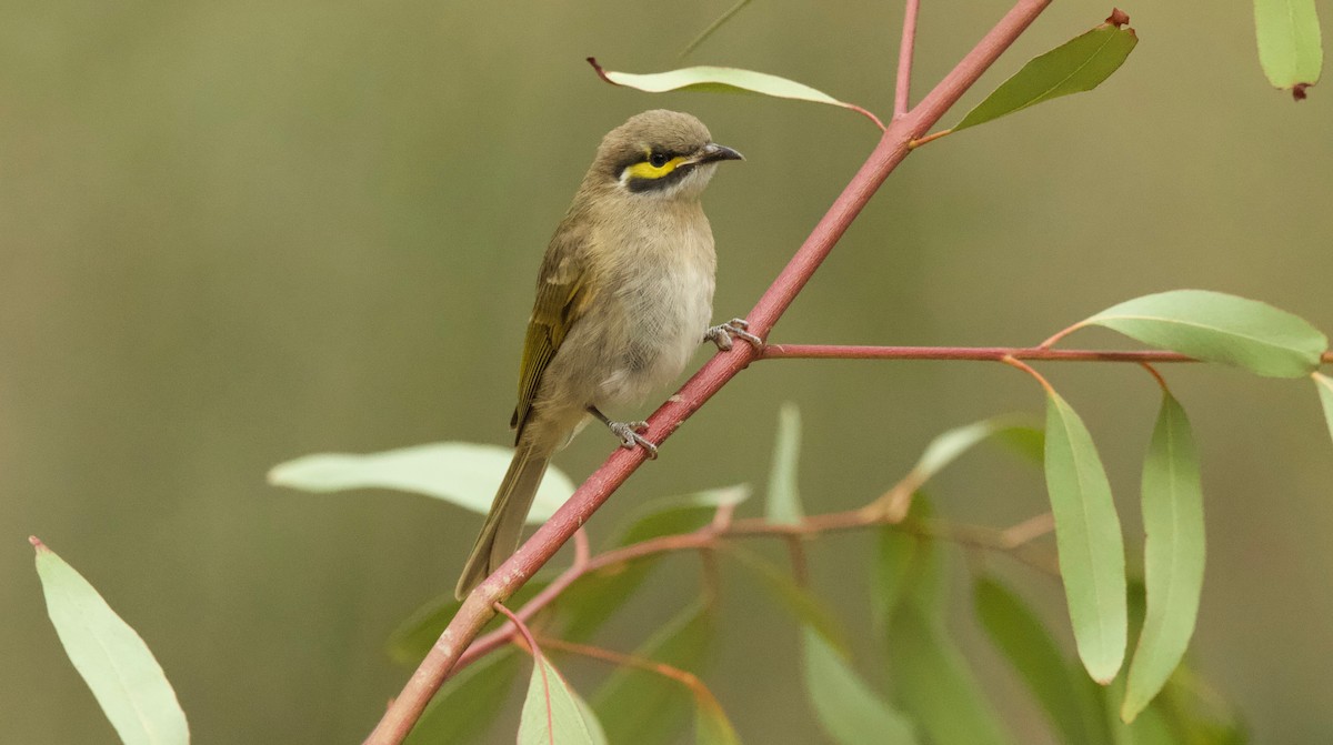 Yellow-faced Honeyeater - ML88287581