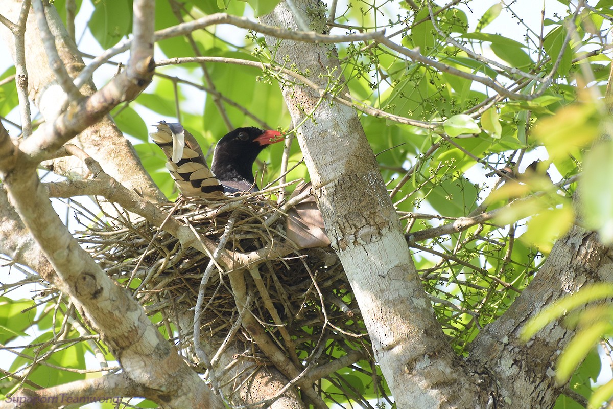 Red-billed Blue-Magpie - ML88288401