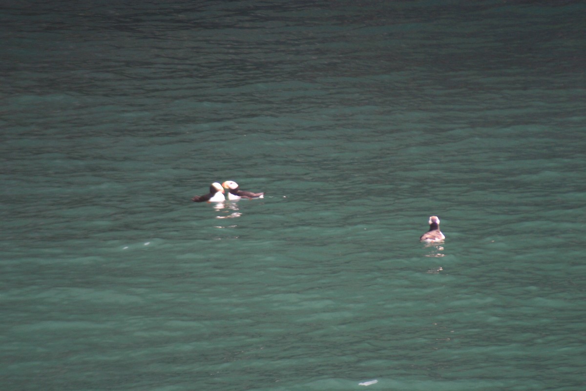 Horned Puffin - ML88288631