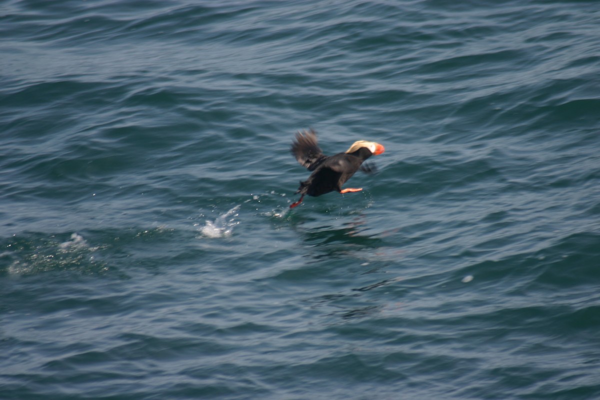 Tufted Puffin - ML88288851